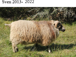 Sven 2022-x.jpg